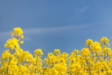 flowering background - yellow rapeseed and blue sky