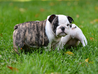 puppy playing outside