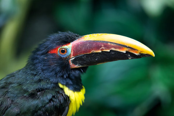 Portrait of Green Aracari