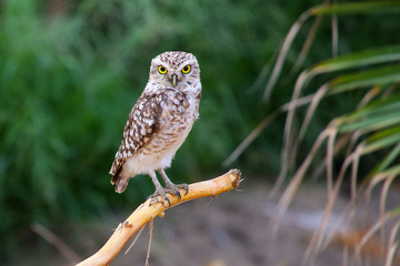 Burrowing owl sitting on a stick, Huacachina, Peru