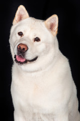 Akita Looking Away Over Black Background