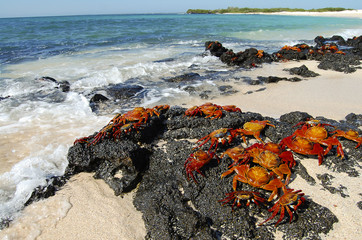 Sally Lightfoot Crabs - Galapagos - Ecuador
