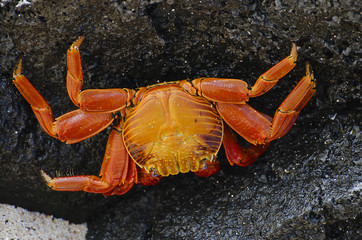 Sally Lightfoot Crabs - Galapagos - Ecuador