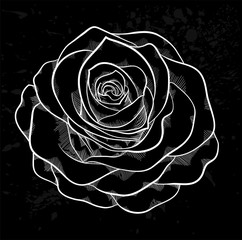 white rose outline with gray spots on a black background.