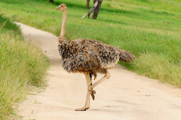 Wild ostrich, Africa