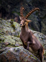 „Alpine ibex.”