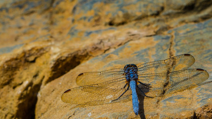 „Blue dragonfly.”
