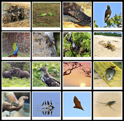 The fauna of Sri Lanka