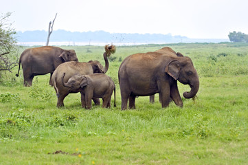 Naklejka na ściany i meble Elephants in Sri Lanka