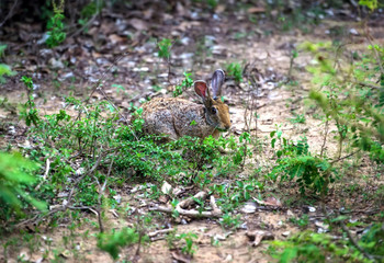 Wild Hare Sri Lanka