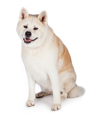 Akita Sitting While Looking Away Over White Background