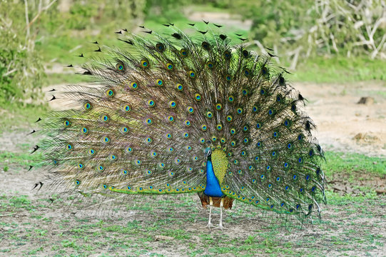 Peacock in Sri Lanka Stock Photo | Adobe Stock