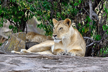 Fototapeta na wymiar Portrait of young Lion