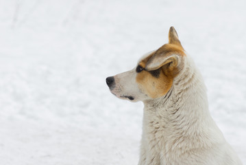 Outdoor portrait of mixed breed, flap-eared street dog against white snow