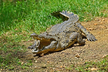 Crocodiles Masai Mara