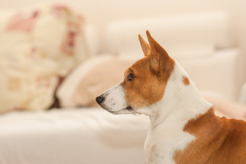 Indoor portrait of royal basenji in pastel shades