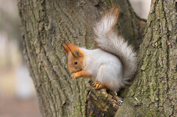 Eurasian red squirrel sitting on a tree and eating sunflower seed
