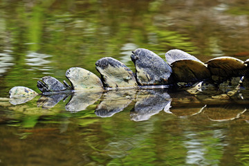 Crocodiles Masai Mara