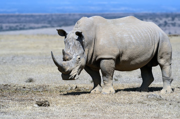 Fototapeta premium Rhinoceros