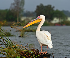 Pelican