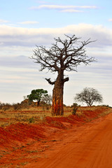 Fototapeta na wymiar The tree in the African savanna