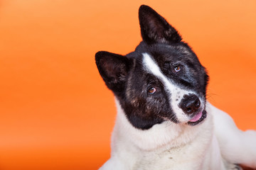 Akita With Head Cocked Lying Over Orange Background