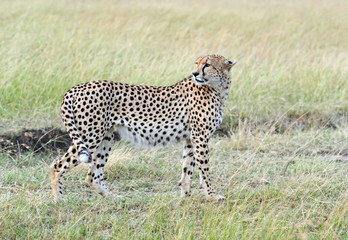 Fototapeta na wymiar Masai Mara Cheetahs