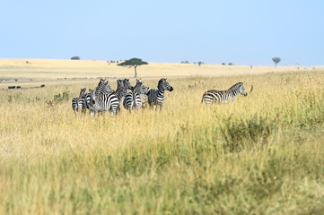 Fototapeta na wymiar Zebra in the Masai Mara
