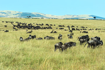 Naklejka na ściany i meble Wildebeest in Masai Mara.