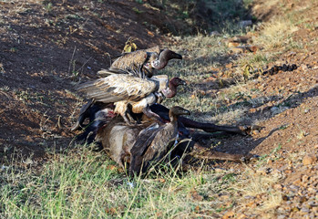 African Vulture