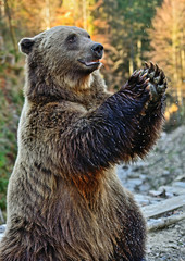 Carpathian Brown Bear