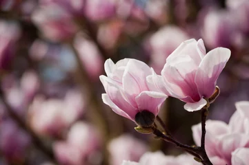 Photo sur Plexiglas Magnolia Fleurs de magnolia. Magnolia en fleurs au printemps