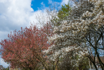 Blooming trees in springtime against blue sky with white clouds. European garden park scene with trees in spring, perfect for garden blogs, websites, magazine