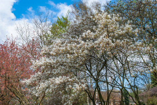 Blooming trees in springtime against blue sky with white clouds. European garden park scene with trees in spring, perfect for garden blogs, websites, magazine
