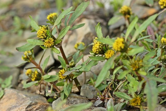 Strahliger Zweizahn (Bidens radiata)