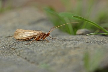 Köcherfliege (Trichoptera) auf Stein 