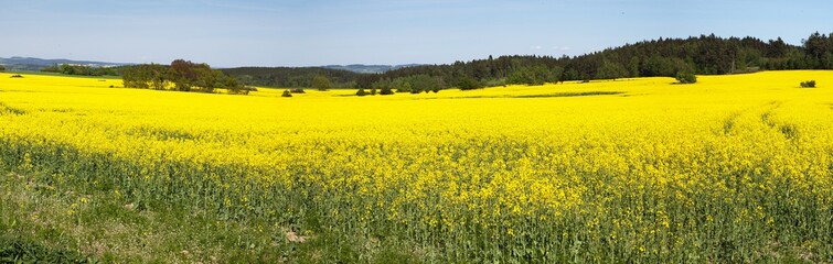 Obraz premium Panoramic view of flowering field of rapeseed