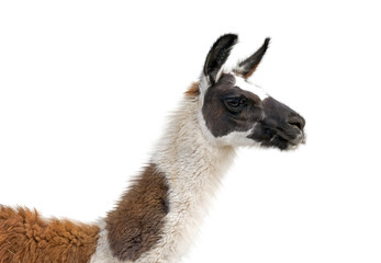Beautiful lama portrait