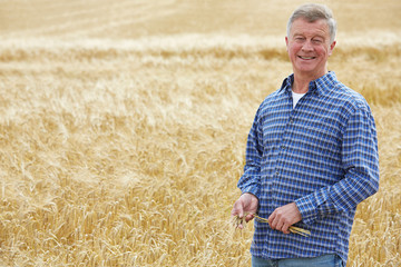 Farmer In Wheat Field Inspecting Crop