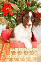 Cute English Springer Spaniel In Gift Box By Christmas Tree