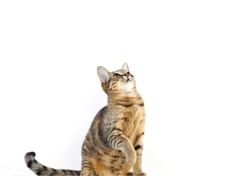 kleine Mietzekatze