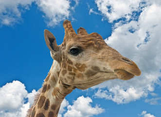 Naklejka premium Giraffe head face