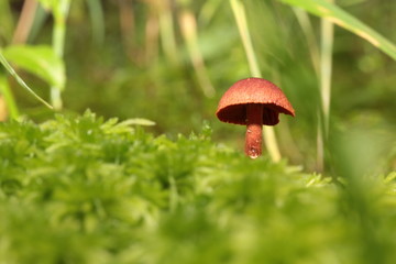 Fungo Cortinarius orellanus nel prato