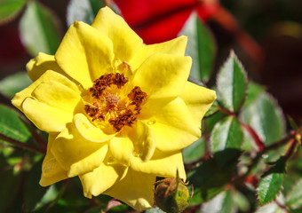 Rosa amarela.