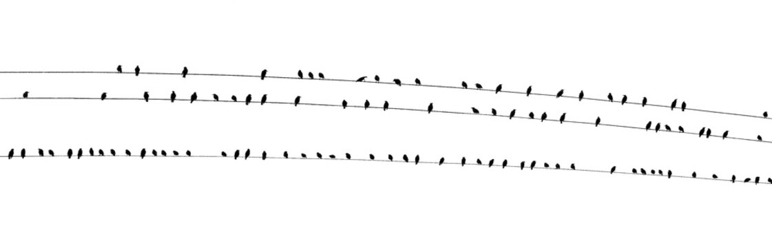 Birds on a wire wide PDK