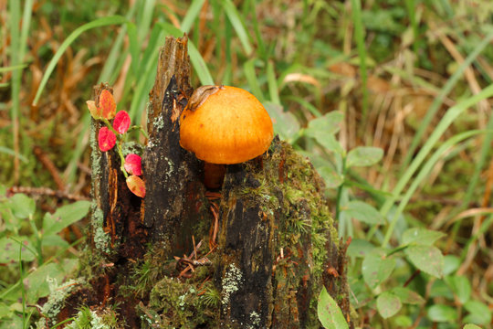 Fungo Cortinarius Orellanus nel bosco