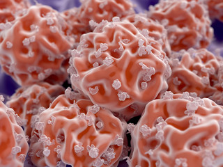 Stammzellen - obrazy, fototapety, plakaty