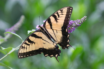 Obraz na płótnie Canvas Swallowtail Butterfly