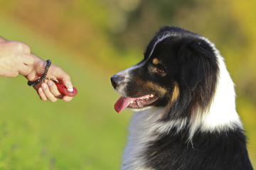 Clicker training australian sheperd