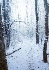 Road through frozen winter forest